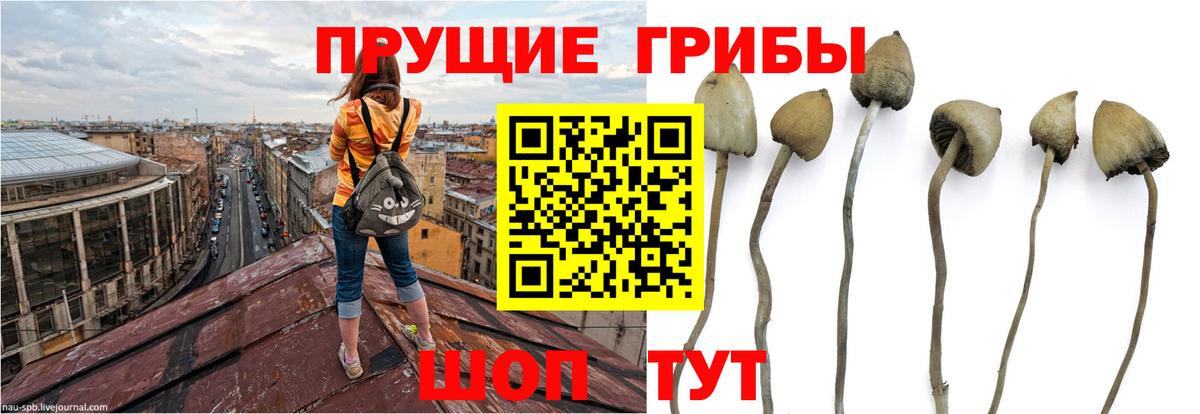 Галлюциногенные грибы Cubensis Свободный